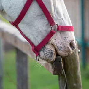 white horse in red halter chewing on a wood fence.