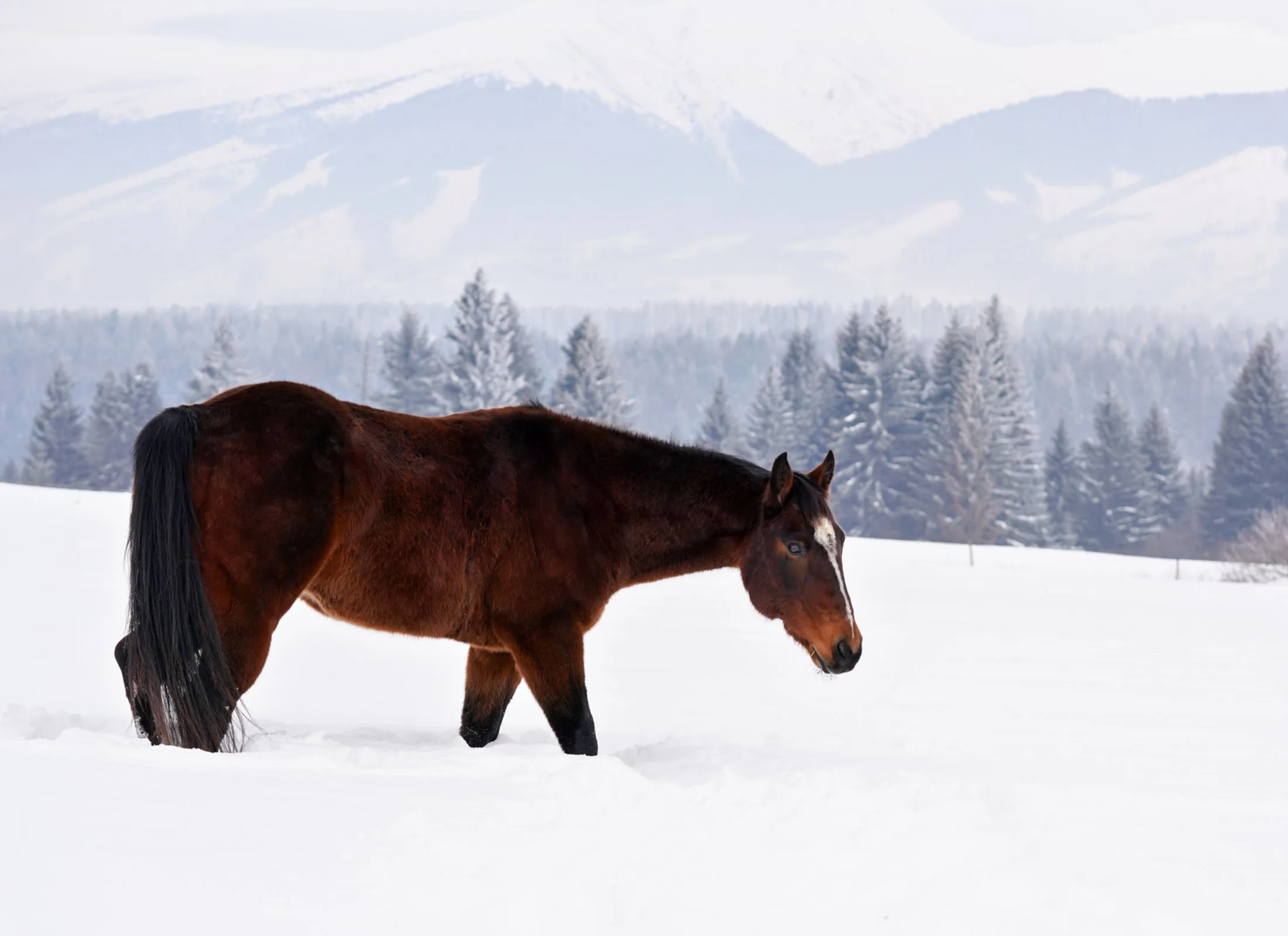 A horse walks through a deep snow drift with a winter forest scene and mountains in the background.