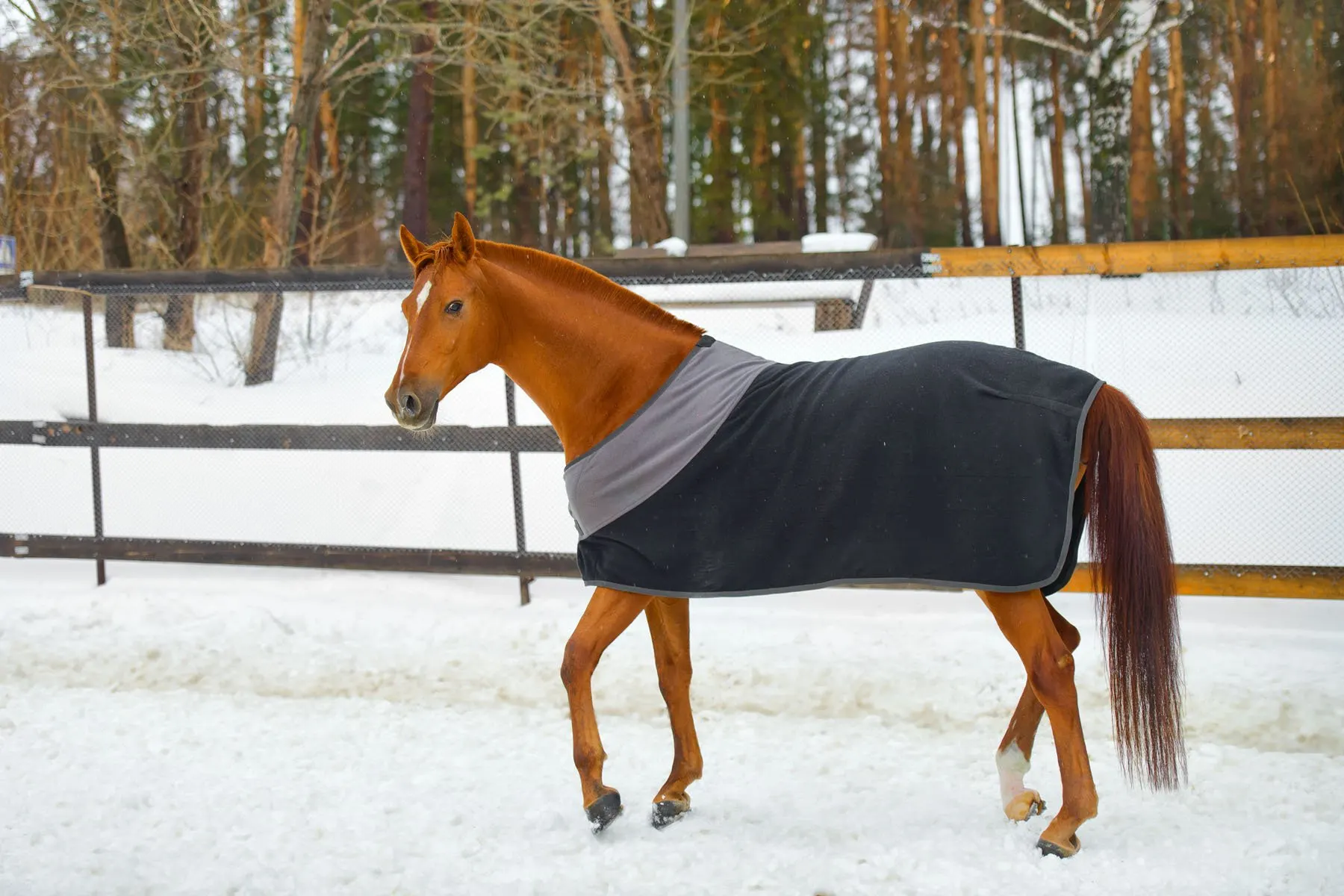 the red horse in the blanket in cold weather in winter