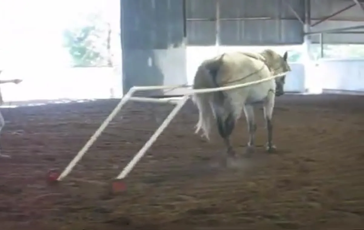 video still from a training session in which a young horse is being taught to drive by dragging a breakaway PVC cart