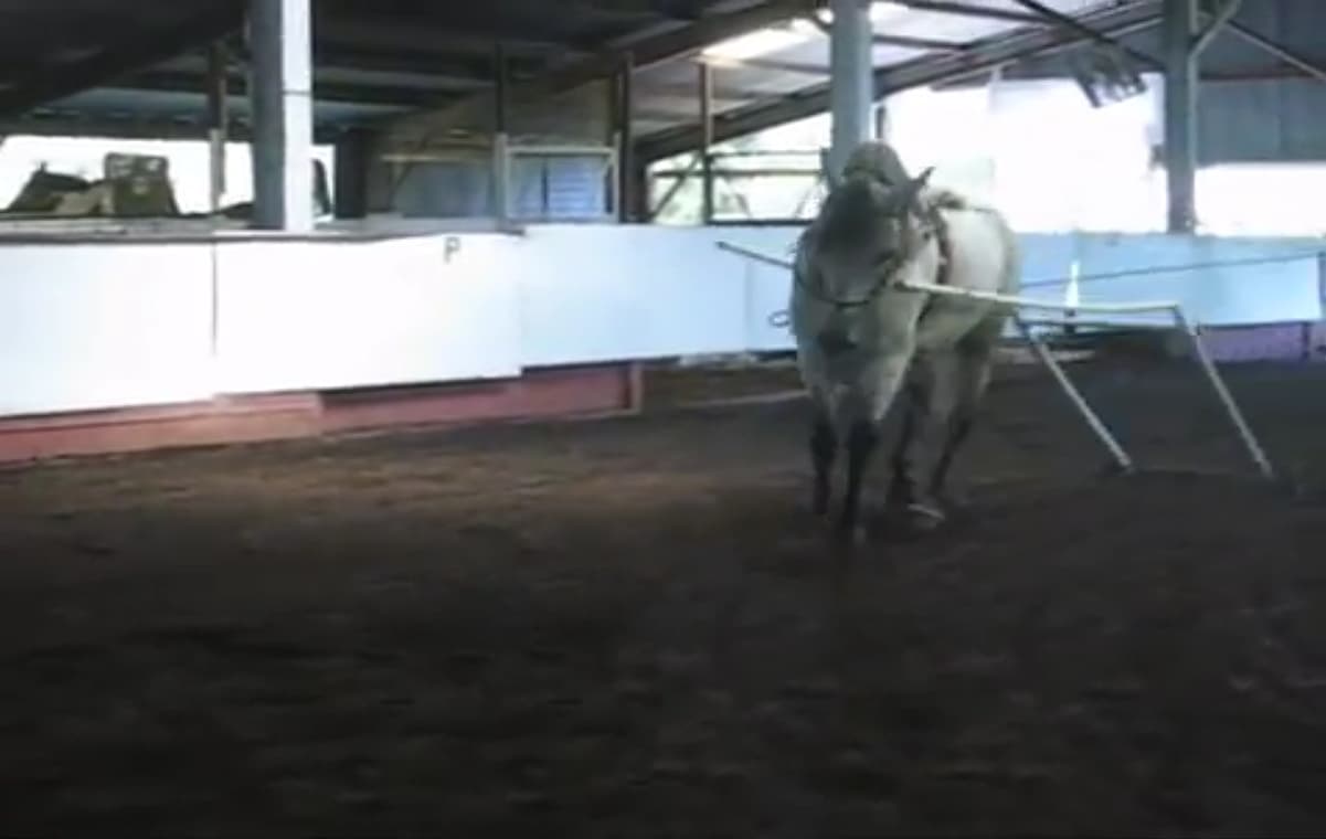 video still from a training session in which a young horse is being taught to drive by dragging a breakaway PVC cart