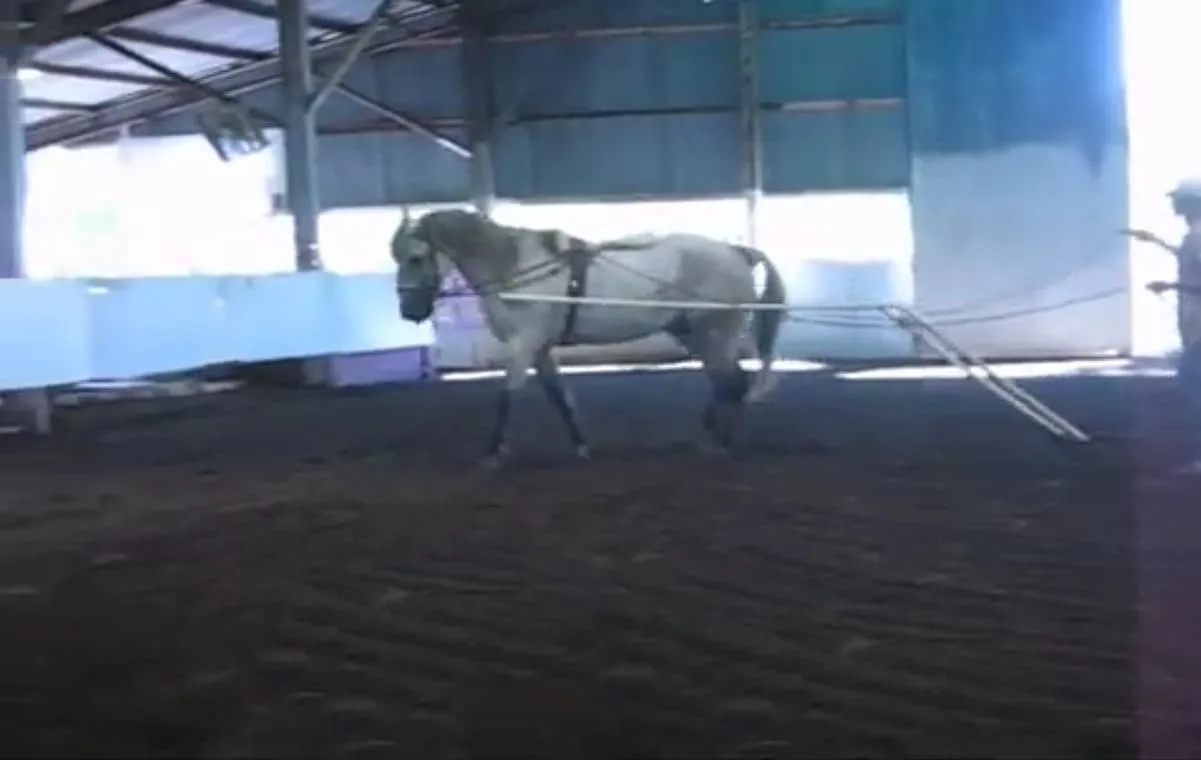 video still from a training session in which a young horse is being taught to drive by dragging a breakaway PVC cart