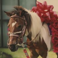 Ideas to make sure that the dream of receiving a horse has a happy ending