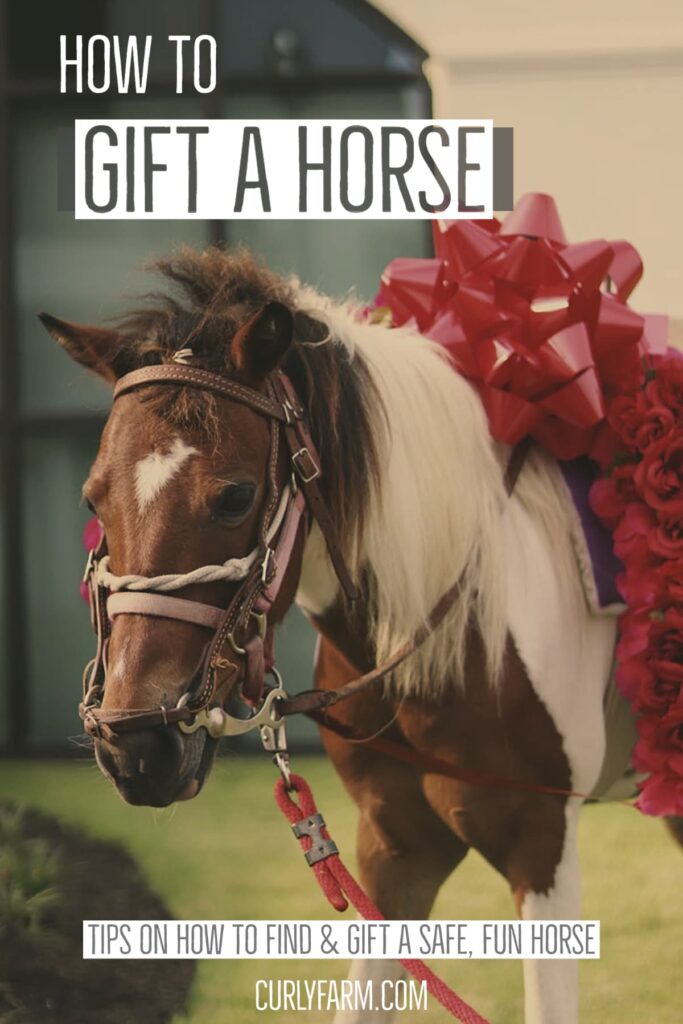 A pony with a giant gift bow stands on a deadline to illustrate how to make sure that the dream of receiving a horse as a gift has a happy ending