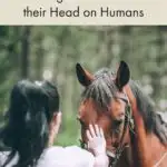 How to manage a horse that tries to rub their head on your body; why they do it and how to stop it.