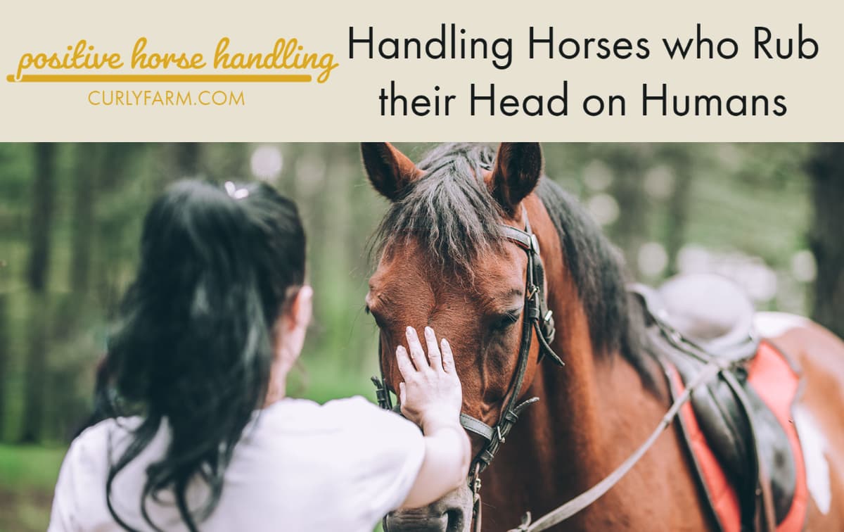 Responding to Horses who Rub their Head on Humans