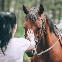 A woman touches the face of a brown horse.