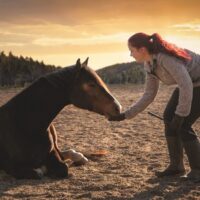 training a horse to lay down on command
