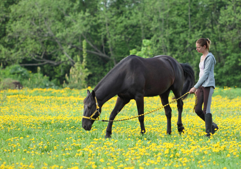 A girl holds a horse lead rope while a horse grazes nearby.