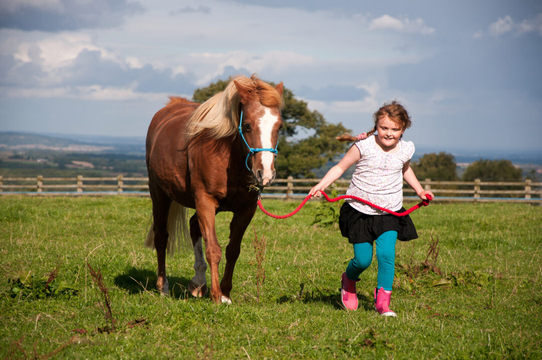 Best Horse Lead Ropes