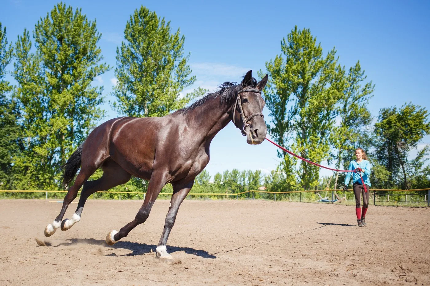 person lunging a horse.