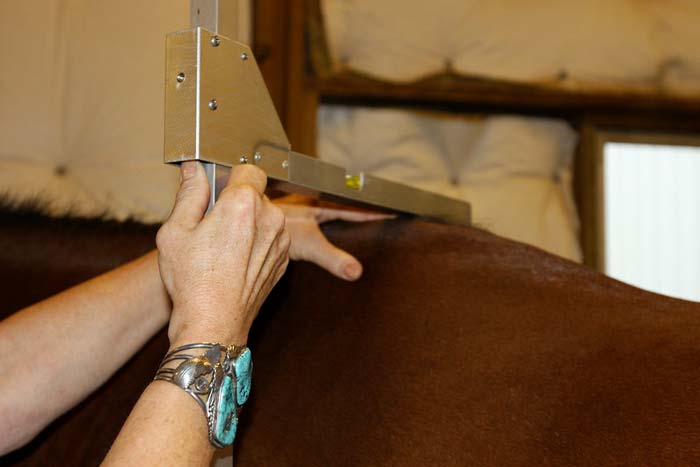measuring a horse with a specially designed measuring stick