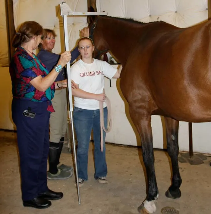 Horse Hands Understanding Horse Height Measurements