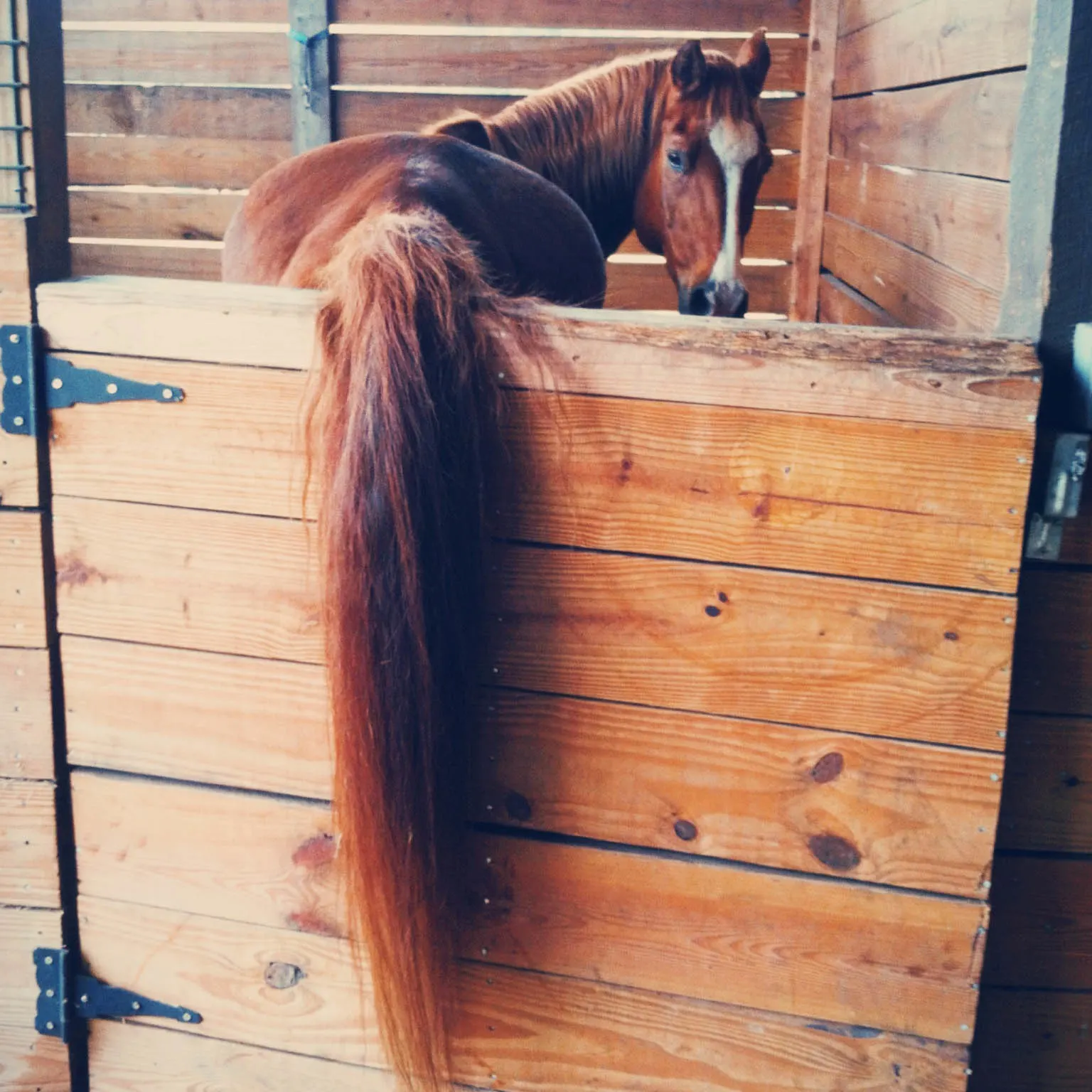 A horse looks back at the camera over their hind end and tail.