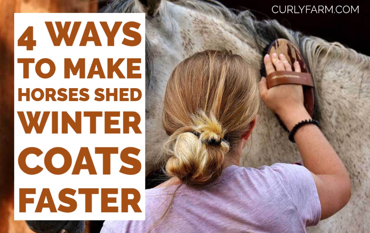 4 Ways to Make Your Horse Shed Faster