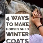 Four ways tospeed up spring shedding in horses