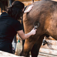 A woman grooms a horse using a metal curry comb that is helping winter fur shed and clump on the comb.