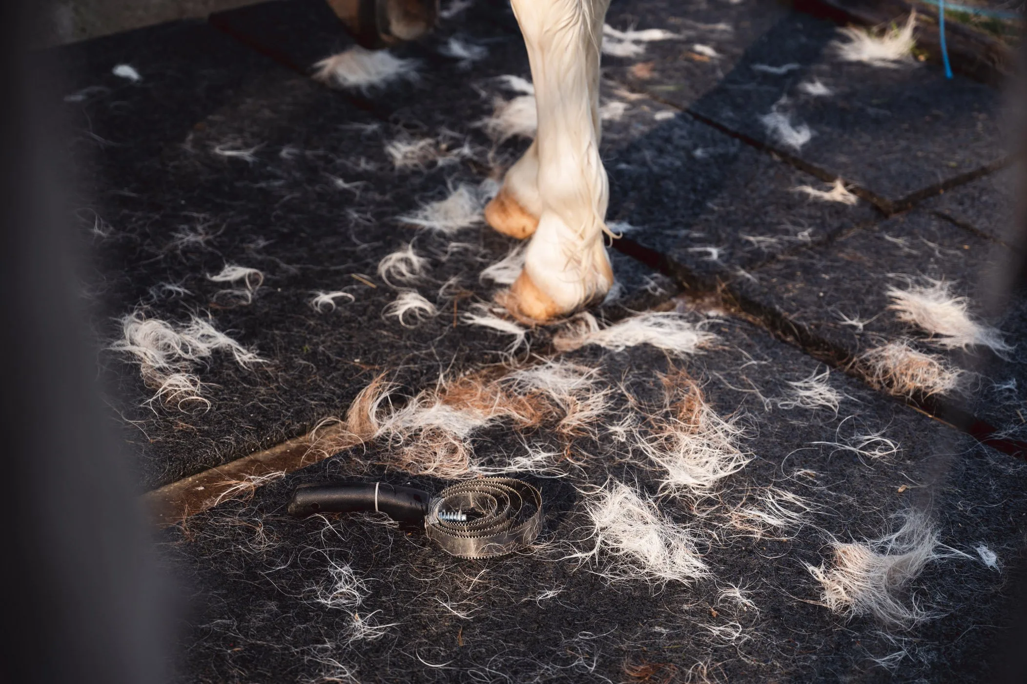 Horse shedding tool and lots of animals hair on stable floor next to pony's legs.