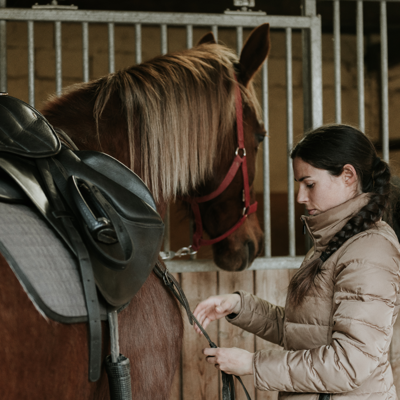 A new horse owner tacking up a horse with saddle and breastcollar, tacking up is when many horses show affection towards their owner.
