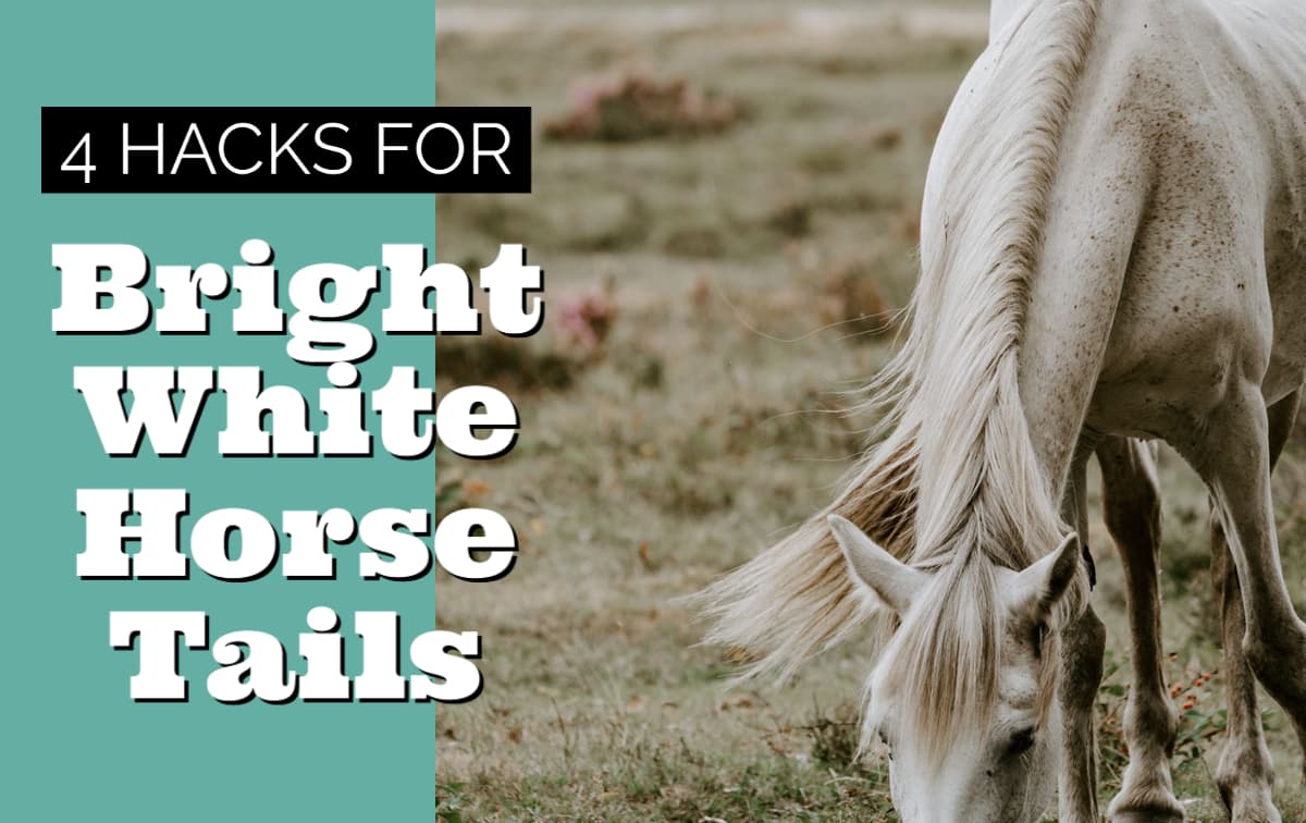 Keeping white horse tails clean and bright can be a nightmare for horse owners- but with these tips, keeping tails clean and show ring ready is easier