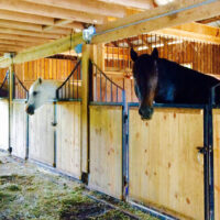 horses in stalls in a boarding barn.