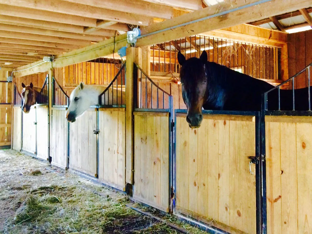 horses in stalls in a boarding barn.