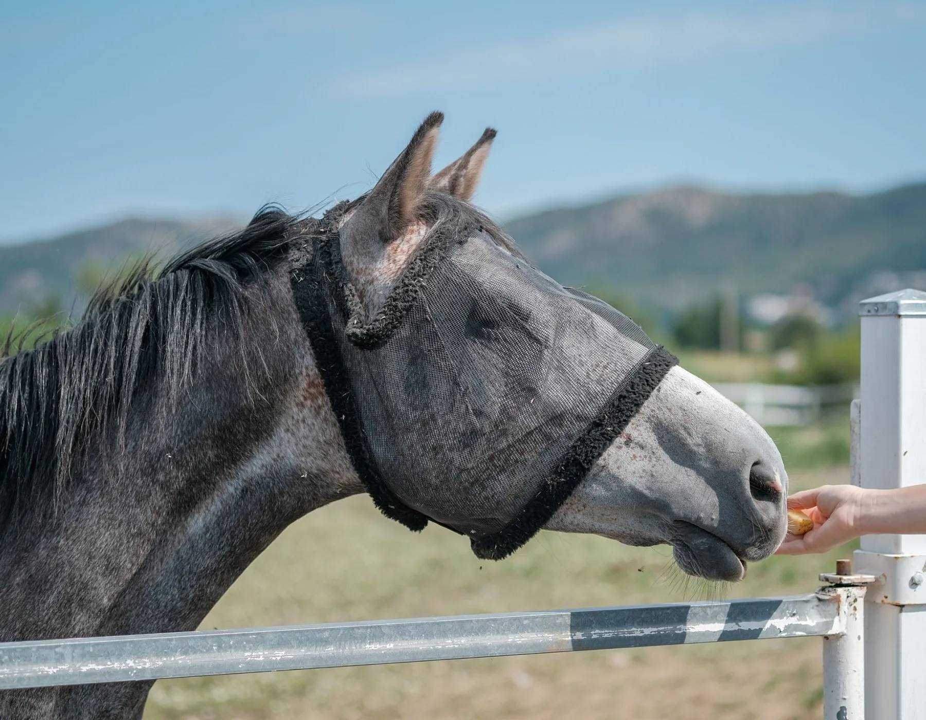 A horse wearing a mask reaches over a gate.