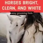 keeping white horses looking clean and brilliantly white