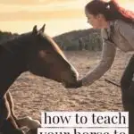 How to train a horse to lay down on command - a difficult trick that most horses can learn with careful trick training.