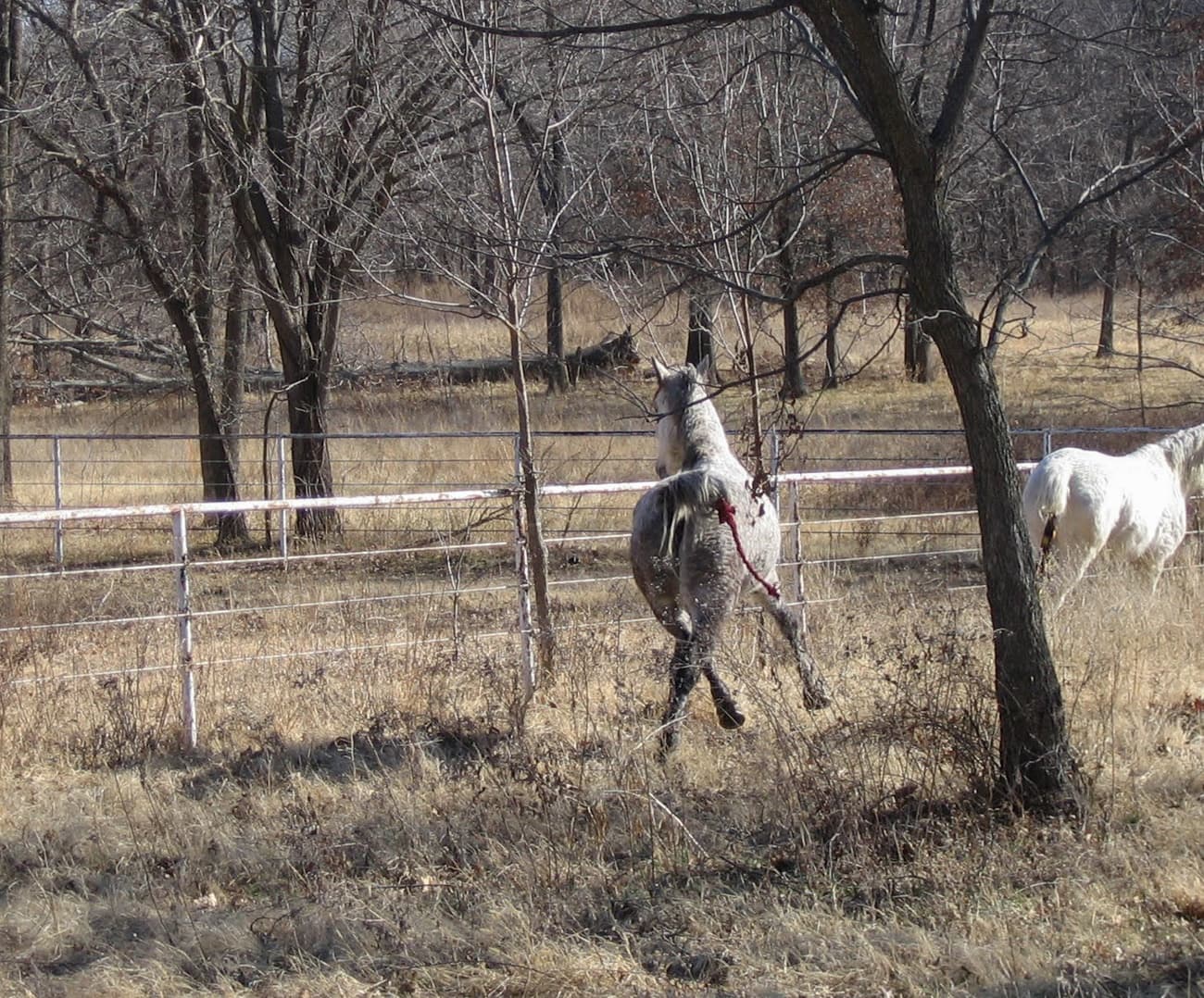 A horse loose in a pasture frolicking with body movements that dressage trainers teach a horse to perform on cue