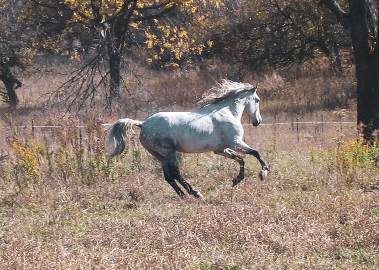 A horse loose in a pasture with a highly collected canter gait