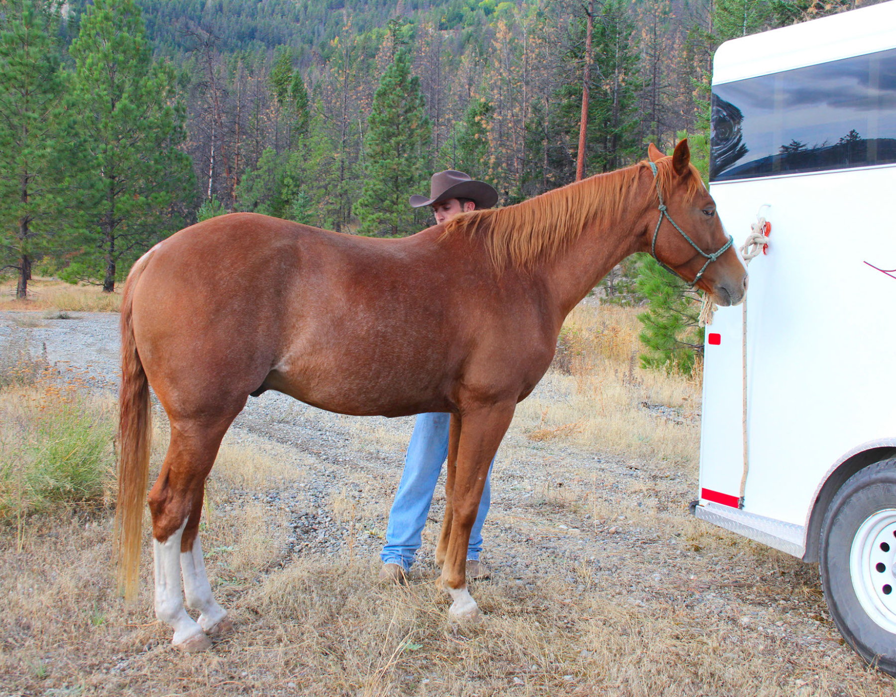 A horse and handler stand next to a horse trailer, this horse appears calm because it likely has not experienced trailer trauma.