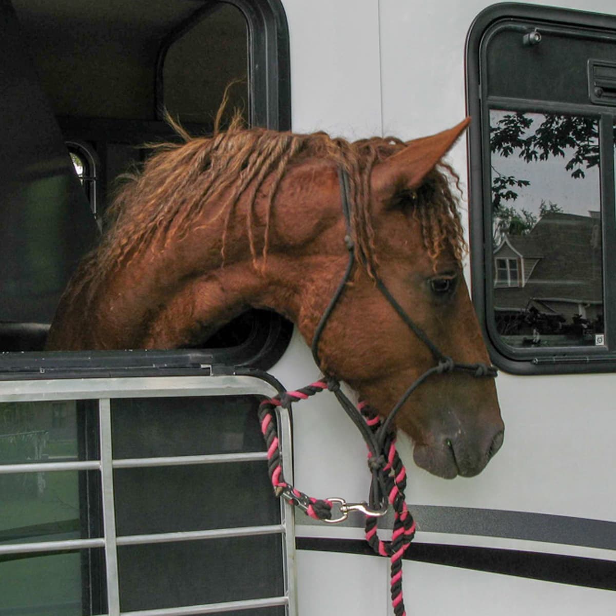 A brown curly horse with mane showing as her neck extends around a horse trailer window.