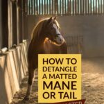 How to detangle a matted horse mane or tail