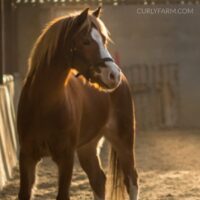 How to detangle a matted horse mane or tail