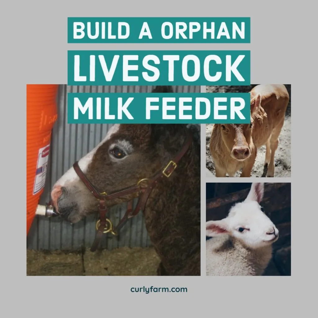 Instructions for building an insulated foal or calf feeder