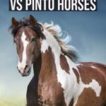 In this article we discuss the difference between a Paint horse and a pinto horse, how they got their names, and what the heck a piebald horse is.