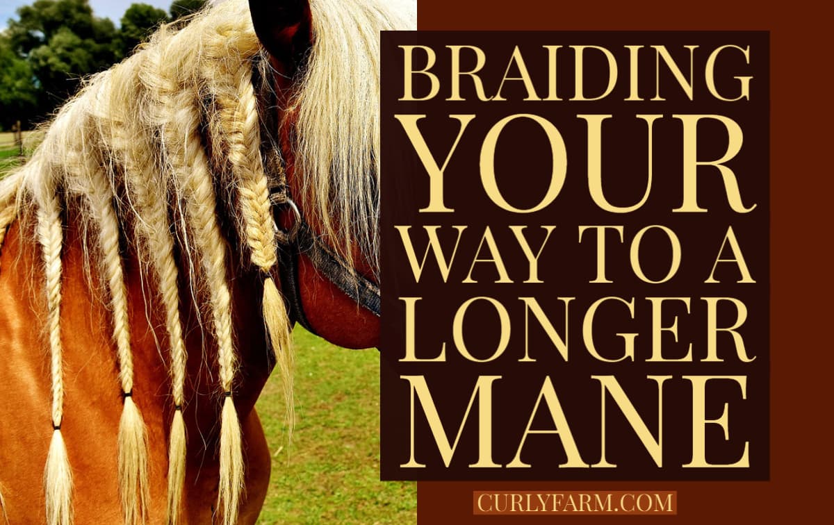 Braiding a Horse Mane to Make it Grow Longer