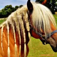how to help a mane grow and stay thick using pasture braids