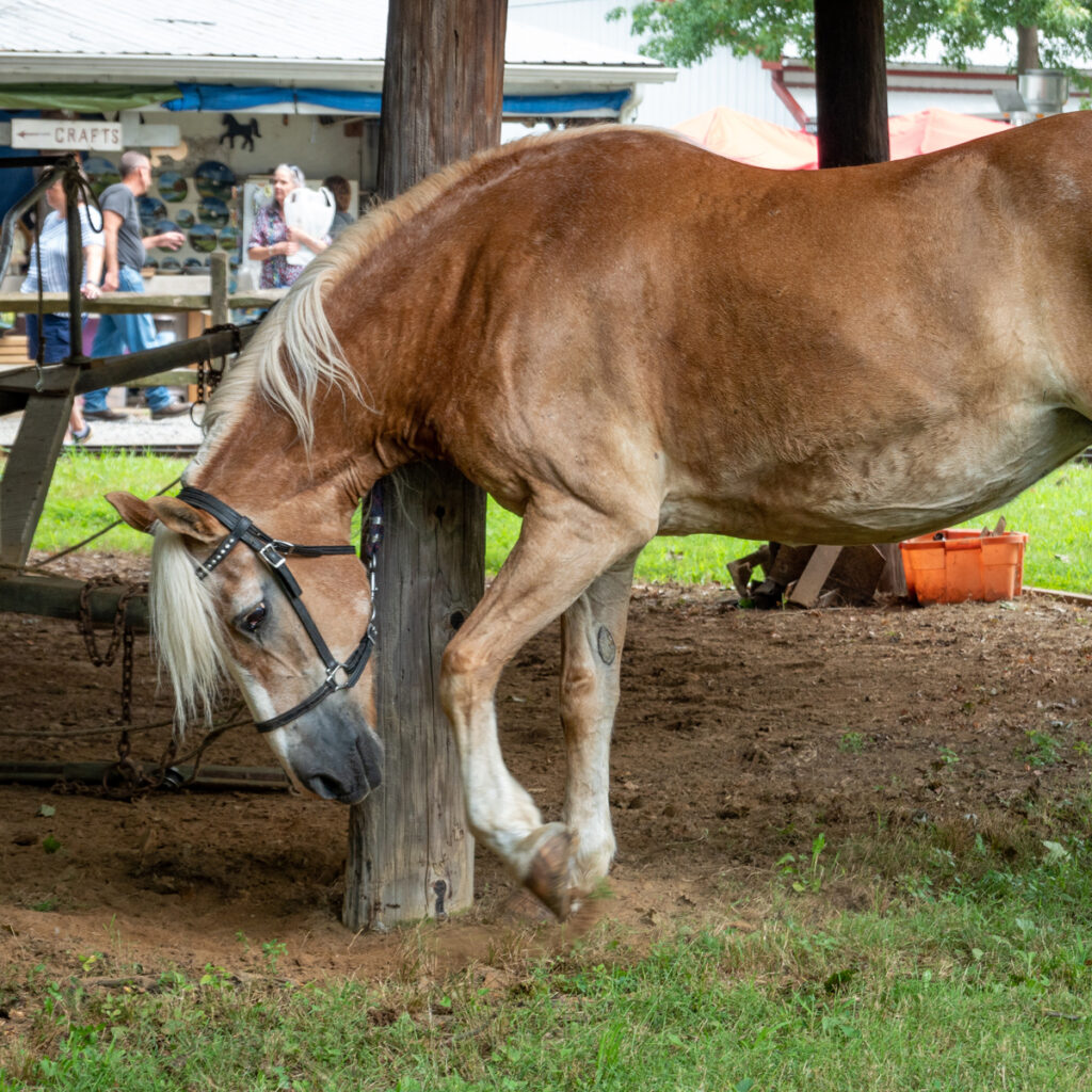 A horse tied to a post on a farm and pawing the ground.