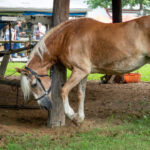A horse tied to a post on a farm and pawing the ground.