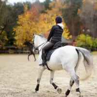 A person riding a white horse at a trot.