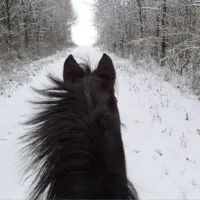 A rider's view while riding horses in snow.