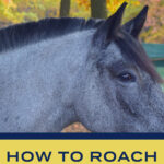 A grey roan horse with a roached mane and the words how to roach a horse mane.