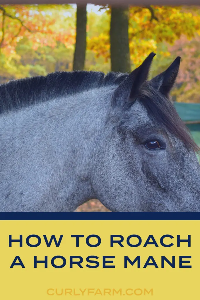 A grey roan horse with a roached mane and the words how to roach a horse mane.