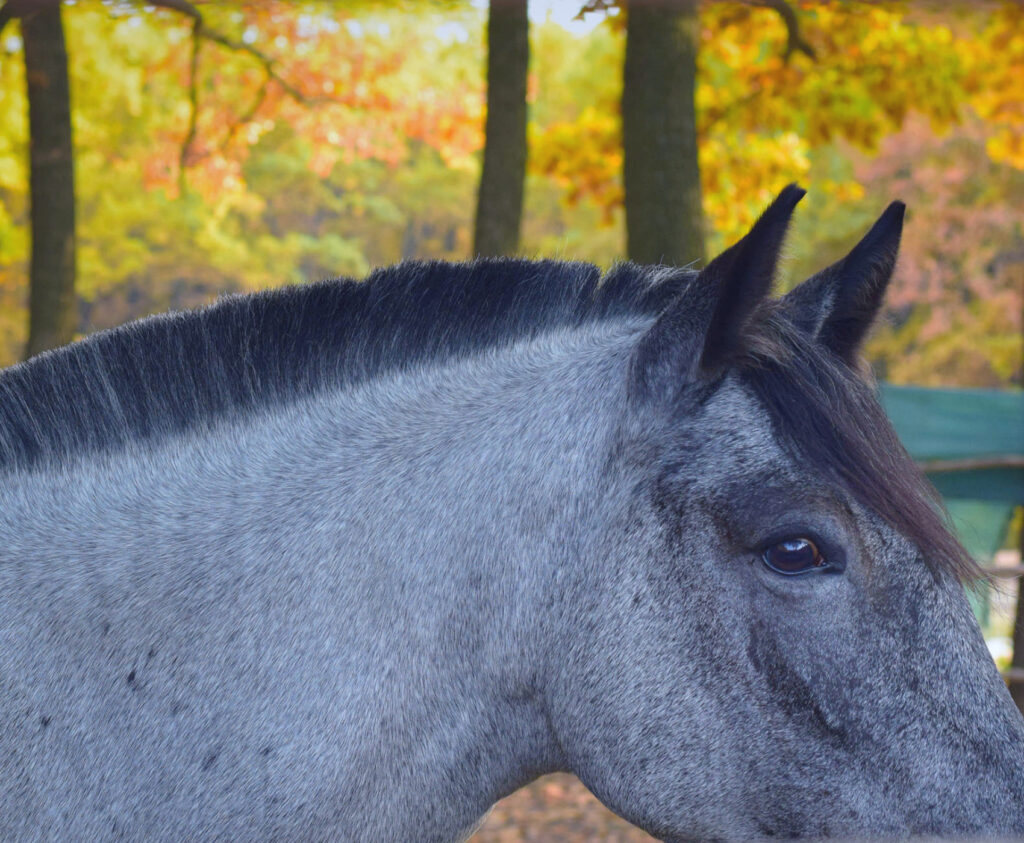 A grey roan horse with a short spikey roached mane.