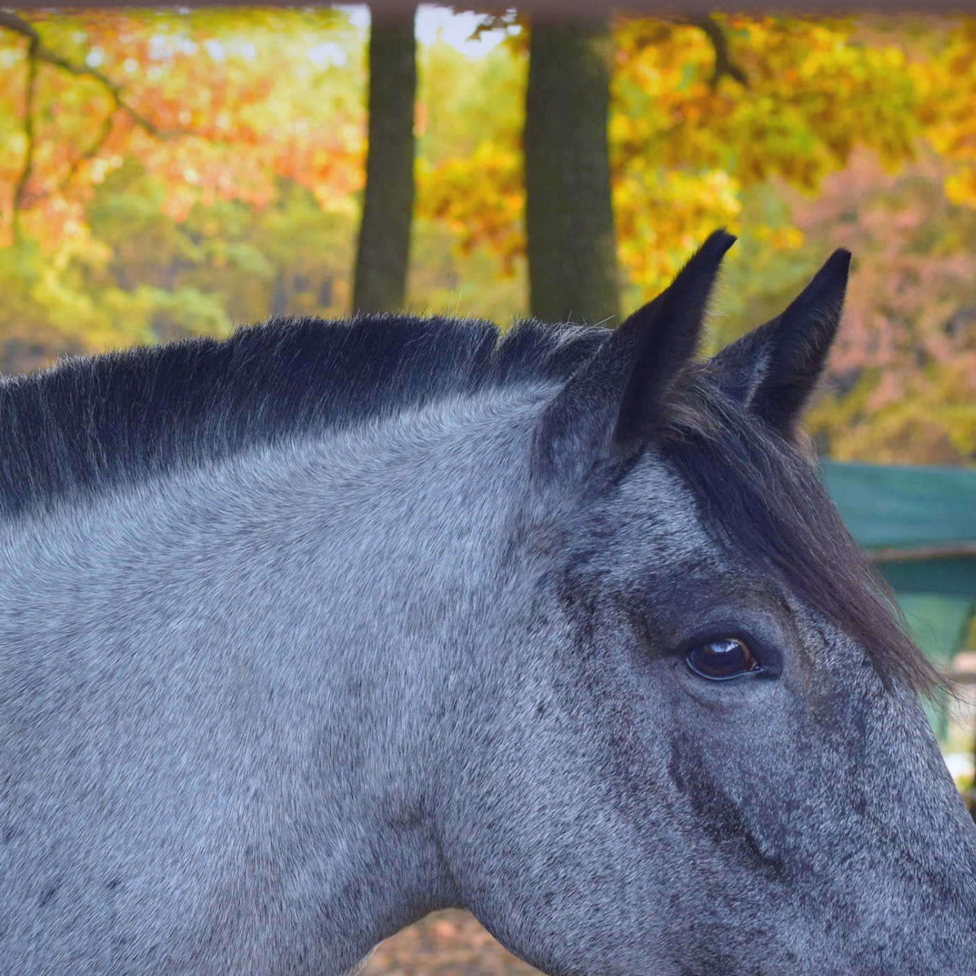 A grey roan horse with a short spikey roached mane.