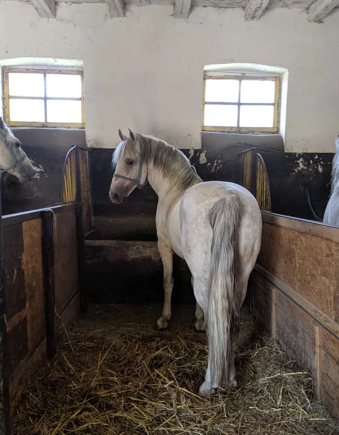 horses in tie stalls in Romania.