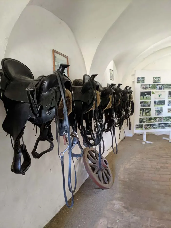 saddles in a white stone tack room