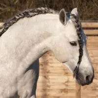 Step by step instructions to braid a mane into a running braid